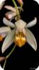 Coelogyne pachystachia